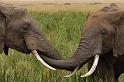 052 Kenia, Masai Mara, olifanten
